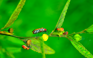 Lawn Services in Lenexa