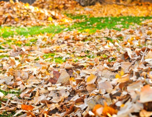 Leaf Removal: 6 Effective Tips from Lenexa Lawn Care Services